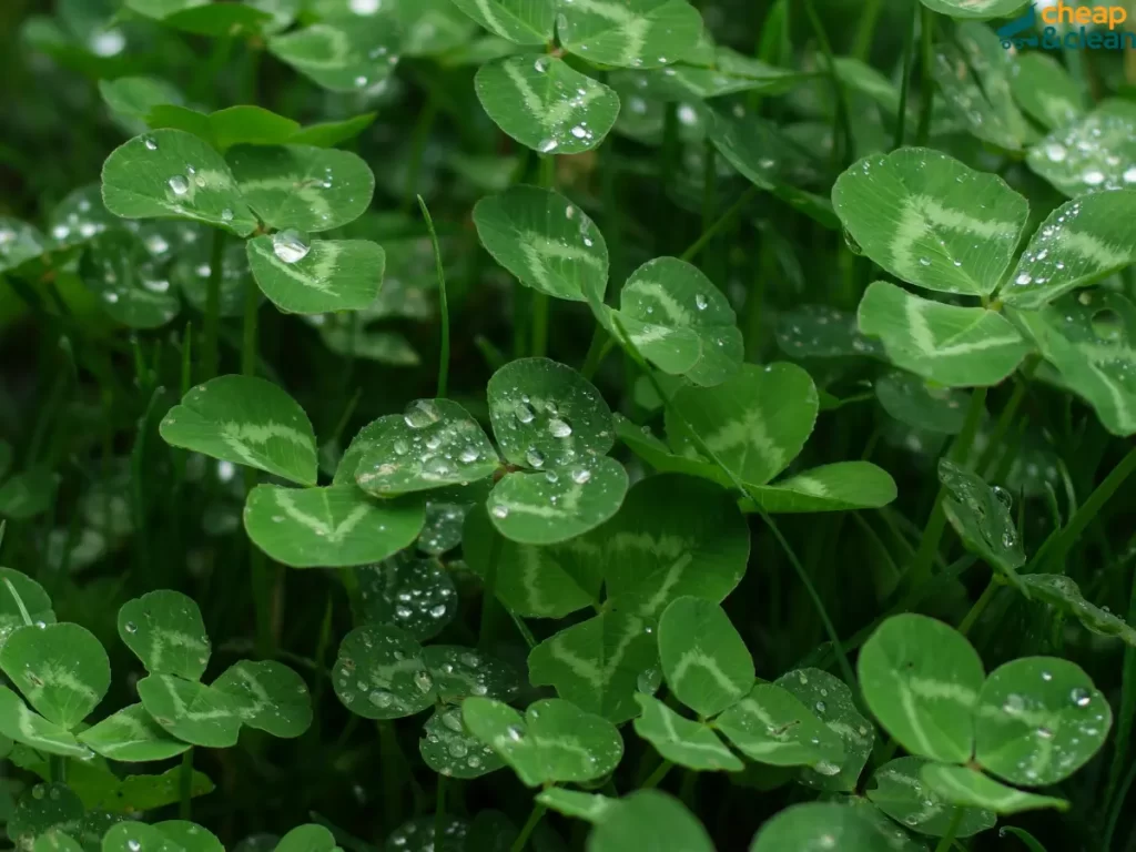Remove Clover From Your Lawn